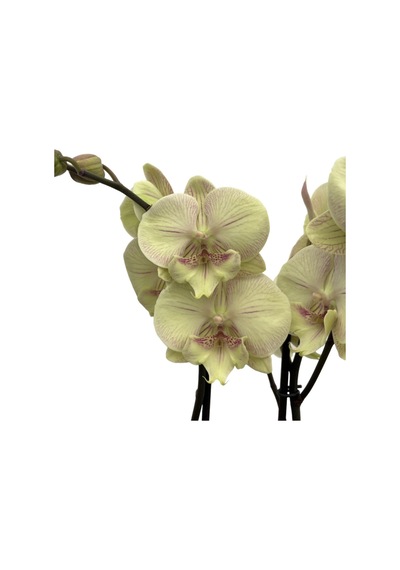 Phalaenopsis 'turner' Sarı Orkide Ø12 Cm H70-80 Cm