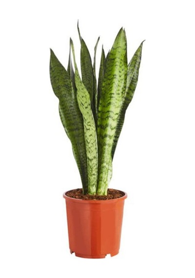Barış Çiçeği 30-45cm -aşk Merdiveni-yeşil Kılıç 20-30cm -pothos Sarmaşığı 20-45cm