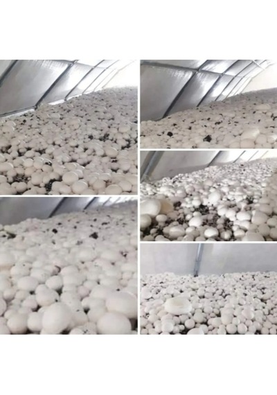 51 Kğ Beyaz Şapkalı Kültür Mantarı Tohumu