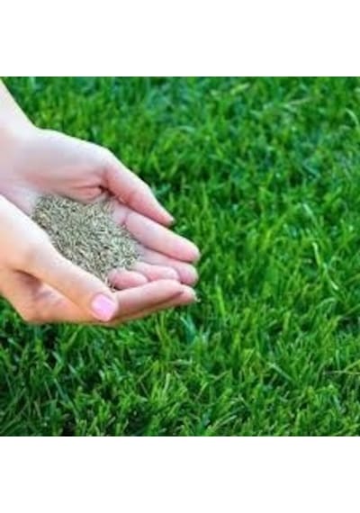 4 Mevsim Güneşe Gölgeye Dayanıklı Dökme Çim Tohumu - 1 Kg