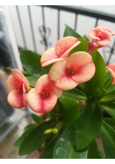 Videolu Pembe Alacalı Milli Dikenler Tacı 1 Adet Saksılı 25-45 Cm Euphorbia