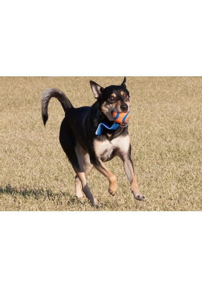 Ultra Tug Köpek Çekiştirme Topu Orta Boy