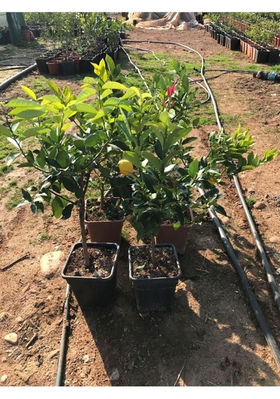 Saksılı Bodur Limon Fidanı, 2 Yaş, Meyve Veren Mayer Limon Ağacı Fidesi