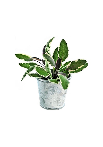 Videolu Harika Kokulu 1 Adet Adaçayı Fidanı 40-60cm Saksılı Rosemary Seedling