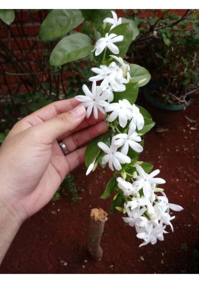 Kokulu Yasemin Çiçeği Beyaz Renkli 50 80 Cm 1 Adet Dış Mekan Bitkisi Jasminum