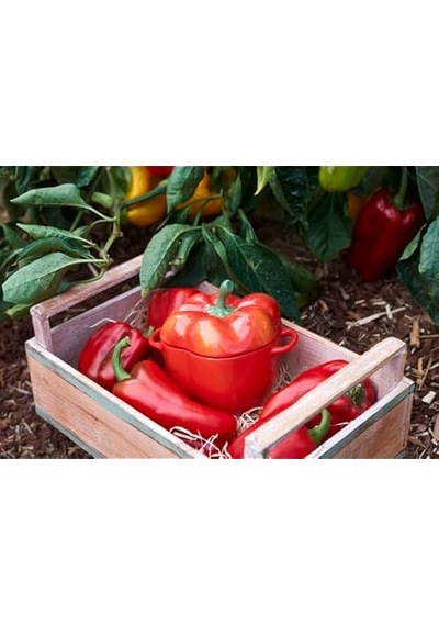 Staub Zwilling/ - Ceramic - Paprika Cocotte - Seramik - Y: 10,7 C Diğer