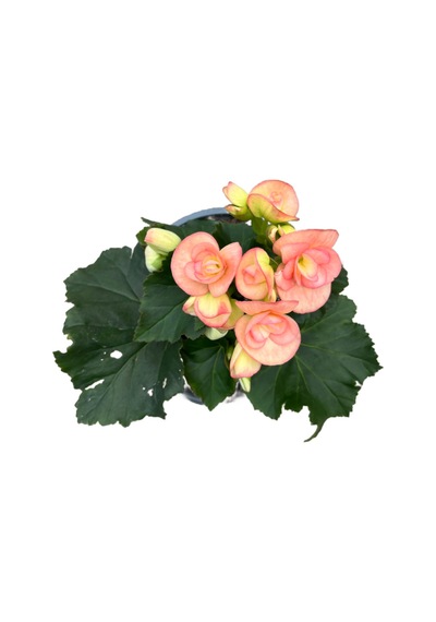 Begonia Elatior 'pinkish' Katmerli Begonya