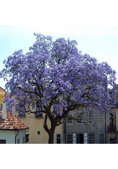 Çin Kavağı Paulownia Pavlonya Fidanı 15-25 Cm Saksılı