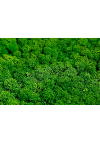Trend Bahçe Reindeer Moss Forest Green Şoklanmış Norveç Yosunu 500 G