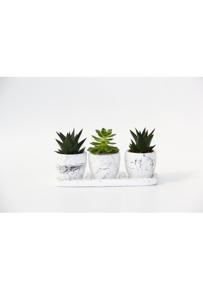 Trio Beyaz Sukulent Seti - Haworthia. Echeveria Emerald
