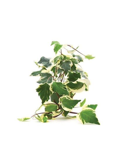 Alacalı Orman Kaya Sarmaşığı Hedera Helix Fidanı 10-20 Cm