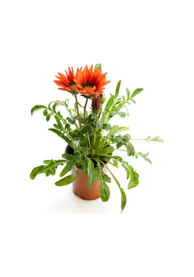 Kırmızı Renk Gazanya Çiçeği 1 Adet Saksılı/tüplü 15-25cm Çiçekli Balon Bitkisi