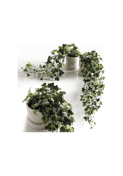 Mini Hedera Salon Sarmaşığı- (Hedera Helix Green) 3 Adet Saksıda