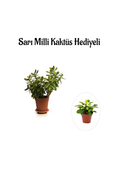 Hediyelik Parlak Yapraklı Şans Para Ağacı Bitkisi Sarı Milli Kaktüs Hediyeli