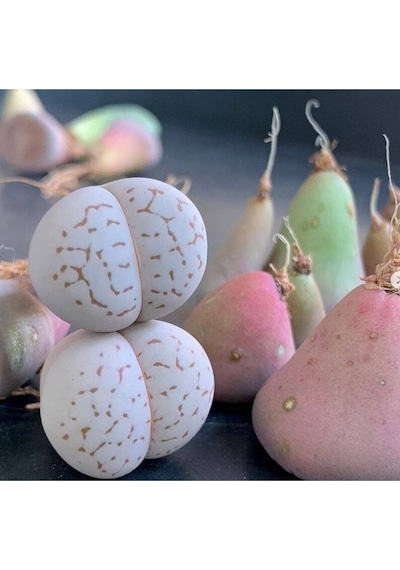 10 Adet Dinteranthus Vanzylii Mesemb Succulent Tohumu