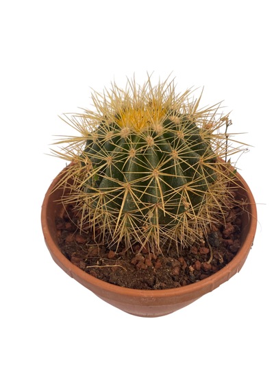 Echino Kaktüs / Golden Barrel Cactus