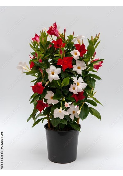 Mandevilla Mix 30 60 Cm Karışık Renkli Kırmızı Beyaz Saksılı Çiçekli Sarmaşık