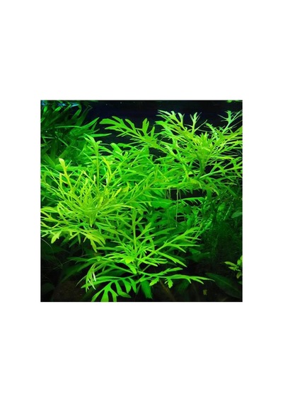 Hygrophila Difformis 4-6 Kök Canlı Bitki Standart