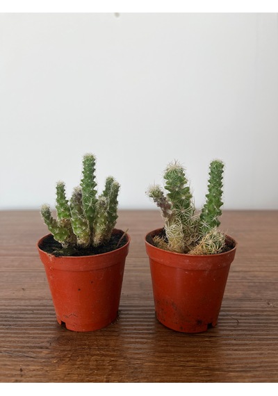 Echinocereus Kalp Kaktüs Bitkisi Echinocereusklapperi