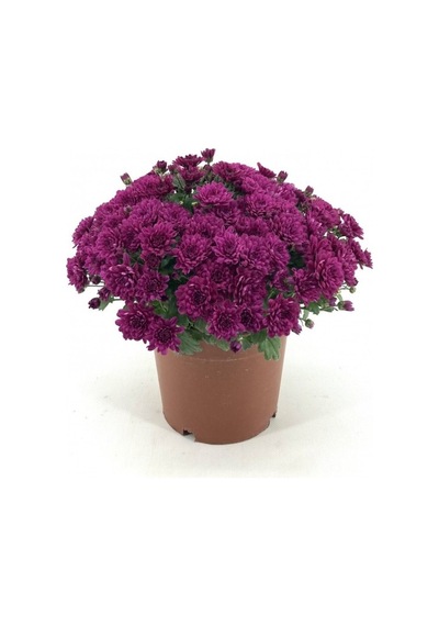 Lila Mor Kasımpatı Çiçeği Fidanı 10-20 Cm