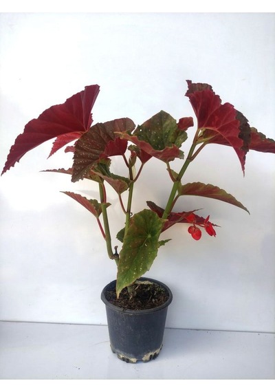 Kırmızı Çiçekli Çilli Begonya Çiçeği 1 Adet Saksılı 30-40cm