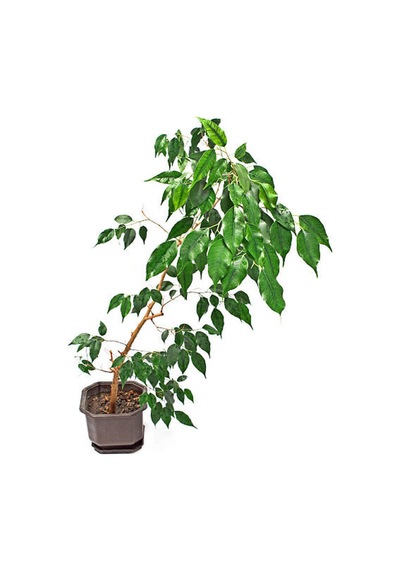 Videolu Benjamin Bitkisi 1 Adet Sakslı/ Tüpü 60-80 Cm Ofis Ev Salon Bitkisi Ficus Benjamina