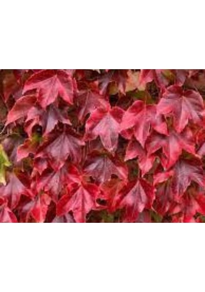 Amerikan Sarmaşığı - Parthenocissus Quinquefolia