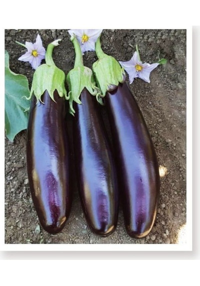 Nazilli Patlıcan Tohumu 10 GR