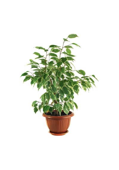 Videolu Alacalı Benjamin Bitkisi 1 Adet Saksılı/tüplü 60-90cm Ofis Bitkisi Ficus Starlightt