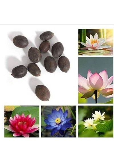 Nadir Ithal Lotus Tohumu 2 Tohum Lotus Çiçeği Tohumu Nilüfer Tohumu Su Zambağı Tohumu Zambak Tohumu