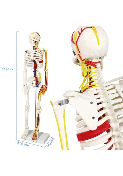İnsan İskeleti Modeli Sinirler, Kan Damarları Ve Kalp İçerir , 85 Cm - İskelet Maketi 01