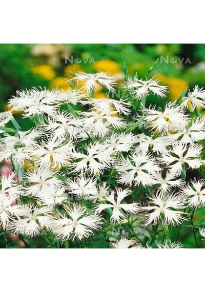 Dianthus Superbus White Bol Kokulu Karanfil Çiçeği Tohumu 100 Adet