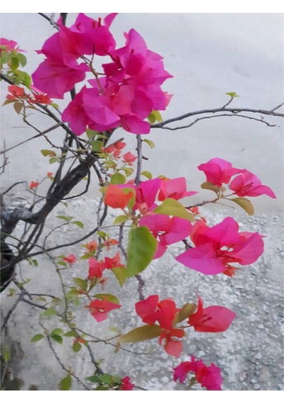 Bodur Begonvil Bougainvillea Ev - Balkon Begonvil
