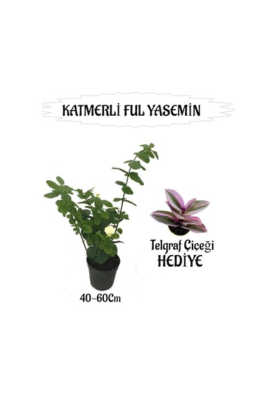 Mis Kokulu Katmerli Ful Yasemin 1 Adet+telgraf Çiçeği Hediyeli