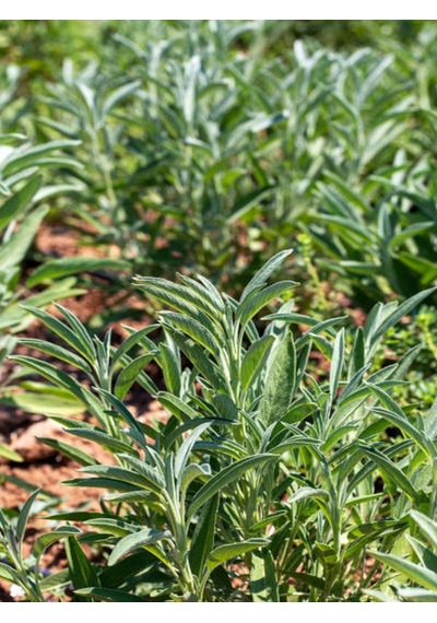 Harika Kokulu 1 Adet Adaçayı Fidanı 40-60cm Saksılı Rosemary Seedling