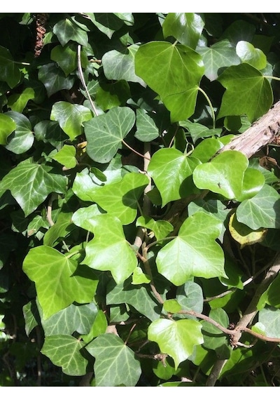 Duvar Sarmaşığı Hedera Helix 20-50cm Kaya Sarmaşığı Fidanı