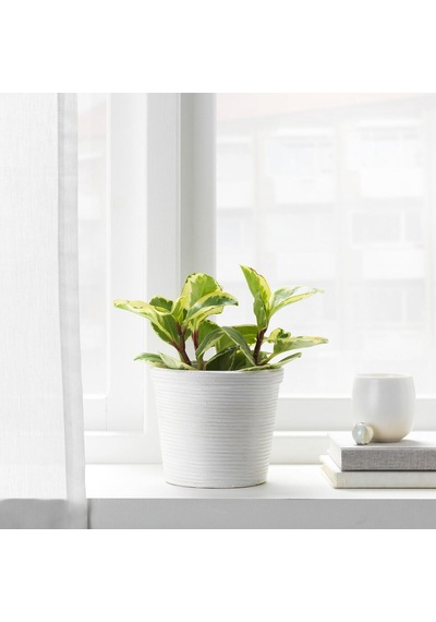 Rattan Saksı, Rattan, 12 Cm Büyük Boy ( 12,5 X 8 Cm
