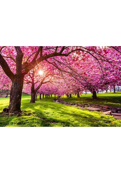 Pembe Yapraklı Ağaçlar Arasında Güneş Işıkları Duvar Kağıdı