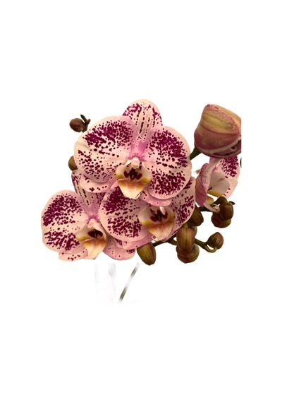 Phalaenopsis 'Sorano' (Pembe Orkide) Ø12 CM Y70-80 CM