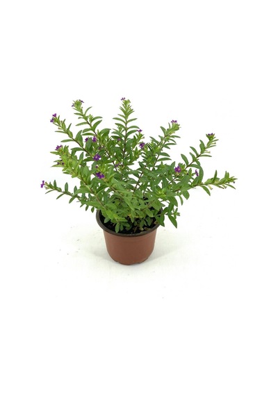 Kufeya Fidanı Mor Çiçekli 15-25 Cm