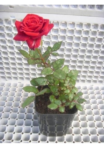 Kırmızı Gül Fidanı 20-30 Cm