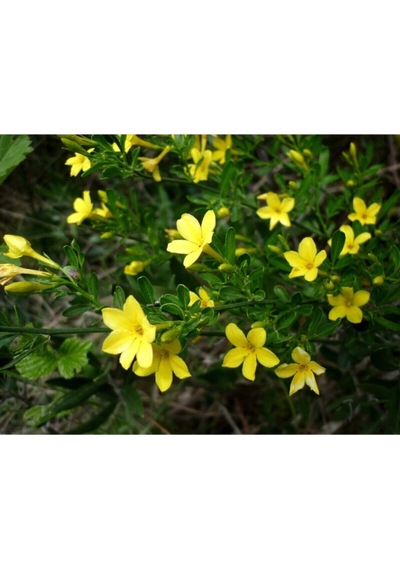 Sarı Çiçekli Kokulu Yasemin 50-100 Cm Dış Mekan Bitkileri Jasminum Fruticans