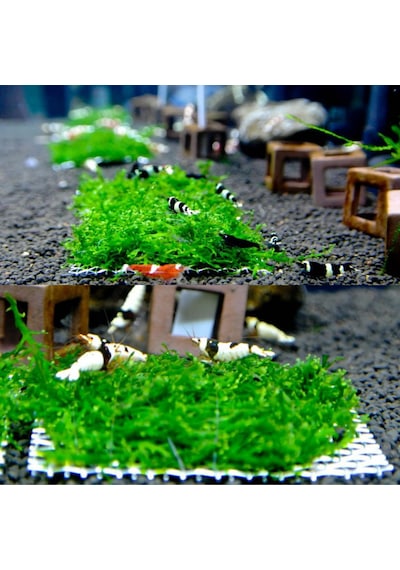 Tele Sarılı Willow Moss 10x10 Cm Harika Dekor Yeni Sarım
