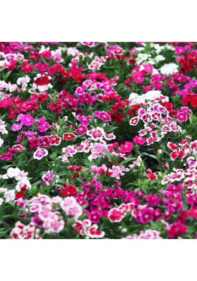 Dianthus Heddewigii Candy Baby Doll Karanfil Çiçeği Tohumu 100 A
