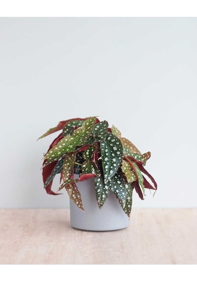 Ithal Begonia Maculata / Çilli Begonya - Ev Salon Ve Ofis Bitkisi