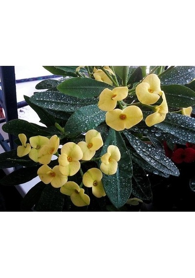 Sarı Dikenler Tacı Çiçeği Fidanı 10-20 Cm