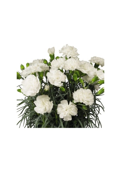 Videolu Beyaz Karanfil 20 40 Cm 1 Adet Saksılı Çiçekli Bodur Bitki Dianthus Caryophyllus