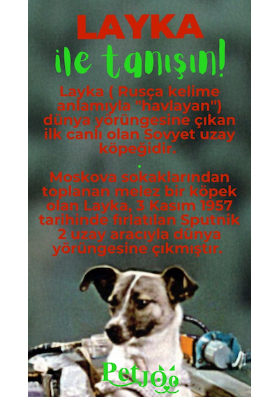 Petjoo 22.Layka Yeşil-Kırmızı Qr'lı Köpek Künyesi