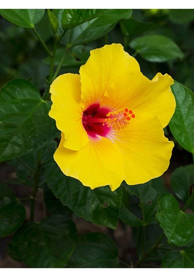 Sarı Renk Japon Gülü Çiçeği Fidanı 1 Adet Saksılı 50-70cmbahçe Bitkisi Hibiscus Rose