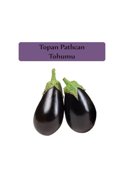 Patlıcan Tohumu 1 Paket Topan Patlıcan Tohumu Kapalı Paket Yüksek Verimli Tohum